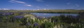 Panoramic Images PPI107516L Flowers blooming at the lakeside Lake Pukaki Mt Cook Mt Cook National Park South Island New Zealand Poster Print by Panoramic Images - 36 x 12