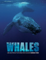 Whales Tohora: The Whales and Dolphins of Aotearoa New Zealand